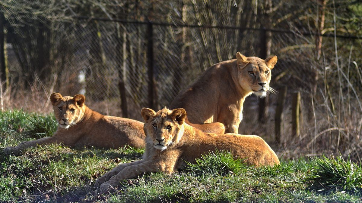 VÝLETY Z KARANTÉNY: Navštivte s námi zvířata v Safari Parku Dvůr Králové